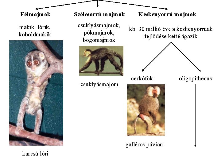 Félmajmok Szélesorrú majmok makik, lórik, koboldmakik csuklyásmajmok, pókmajmok, bőgőmajmok csuklyásmajom Keskenyorrú majmok kb. 30