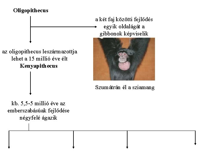 Oligopithecus a két faj közötti fejlődés egyik oldalágát a gibbonok képviselik az oligopithecus leszármazottja