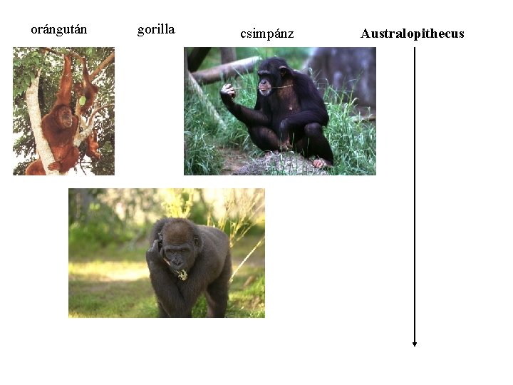 orángután gorilla csimpánz Australopithecus 