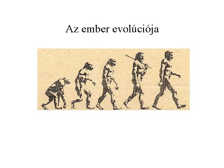 evolúció test karcsú