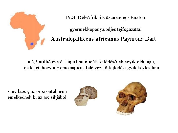 1924. Dél-Afrikai Köztársaság - Buxton gyermekkoponya teljes tejfogazattal Australopithecus africanus Raymond Dart a 2,