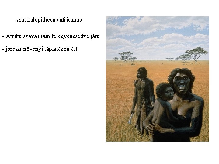 Australopithecus africanus - Afrika szavannáin felegyenesedve járt - jórészt növényi táplálékon élt 