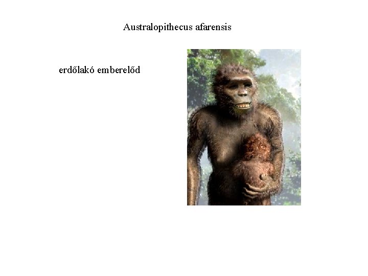 Australopithecus afarensis erdőlakó emberelőd 