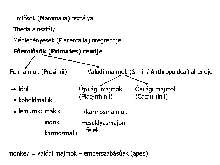 Emlősök (Mammalia) osztálya Theria alosztály Méhlepényesek (Placentalia) öregrendje Főemlősök (Primates) rendje Félmajmok (Prosimii) lórik