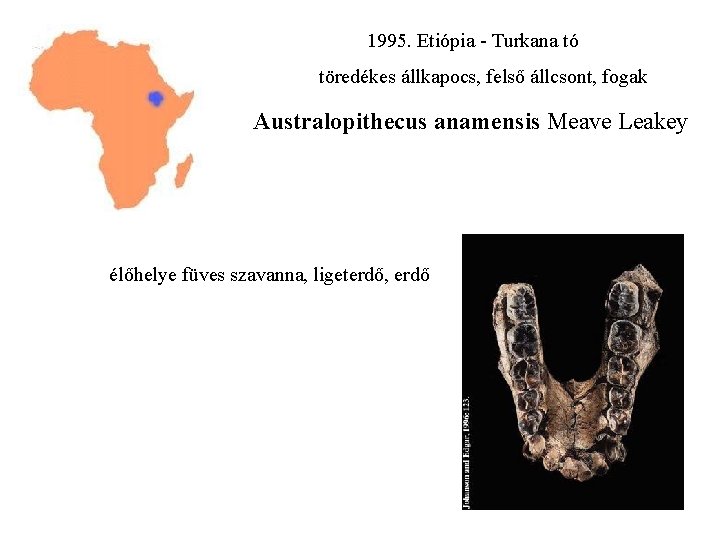 1995. Etiópia - Turkana tó töredékes állkapocs, felső állcsont, fogak Australopithecus anamensis Meave Leakey