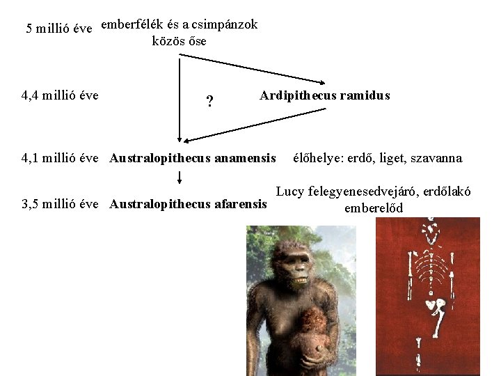 5 millió éve emberfélék és a csimpánzok közös őse 4, 4 millió éve ?