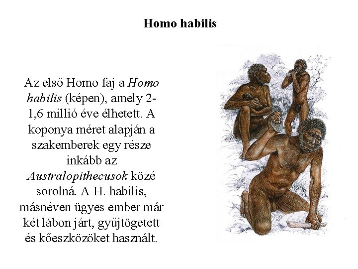 Homo habilis Az első Homo faj a Homo habilis (képen), amely 21, 6 millió