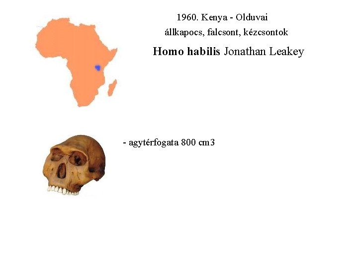 1960. Kenya - Olduvai állkapocs, falcsont, kézcsontok Homo habilis Jonathan Leakey - agytérfogata 800