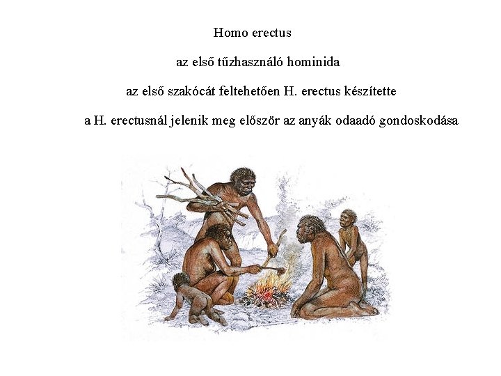 Homo erectus az első tűzhasználó hominida az első szakócát feltehetően H. erectus készítette a