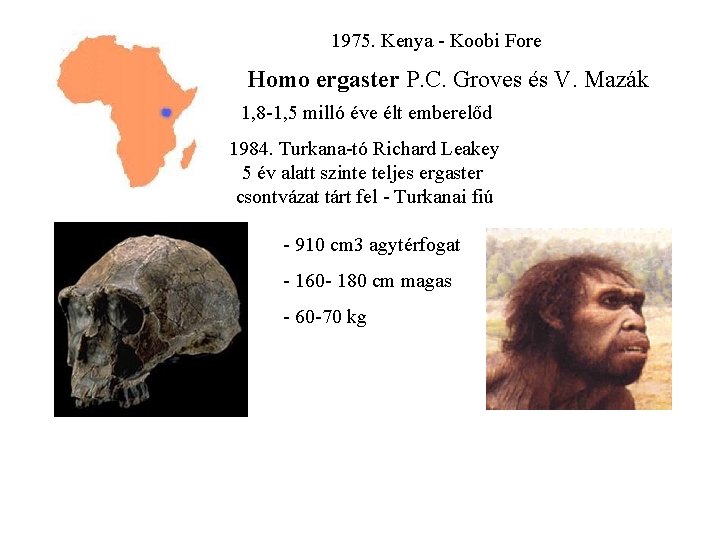 1975. Kenya - Koobi Fore Homo ergaster P. C. Groves és V. Mazák 1,