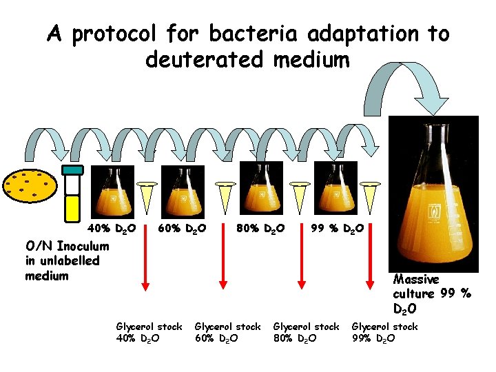 A protocol for bacteria adaptation to deuterated medium 40% D 2 O O/N Inoculum