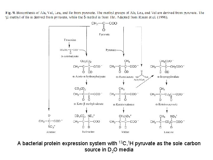 A bacterial protein expression system with 13 C, 1 H pyruvate as the sole