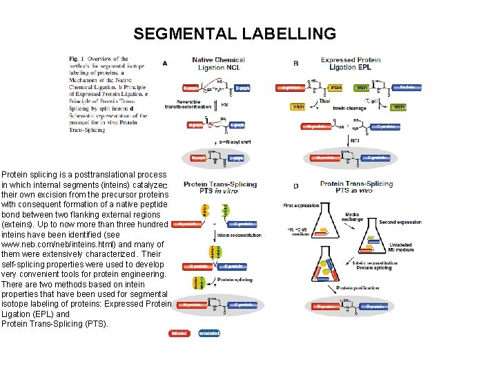 SEGMENTAL LABELLING Protein splicing is a posttranslational process in which internal segments (inteins) catalyze