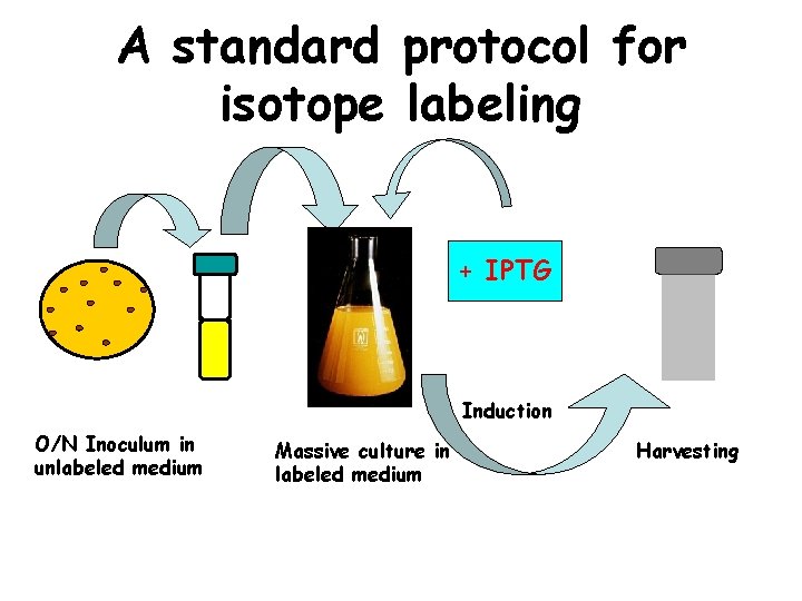 A standard protocol for isotope labeling + IPTG Induction O/N Inoculum in unlabeled medium