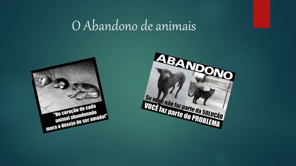 O Abandono de animais 