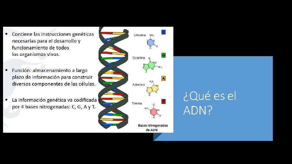 ¿Qué es el ADN? 