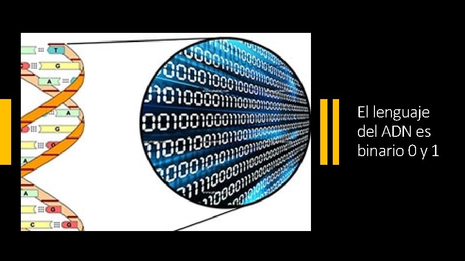 El lenguaje del ADN es binario 0 y 1 