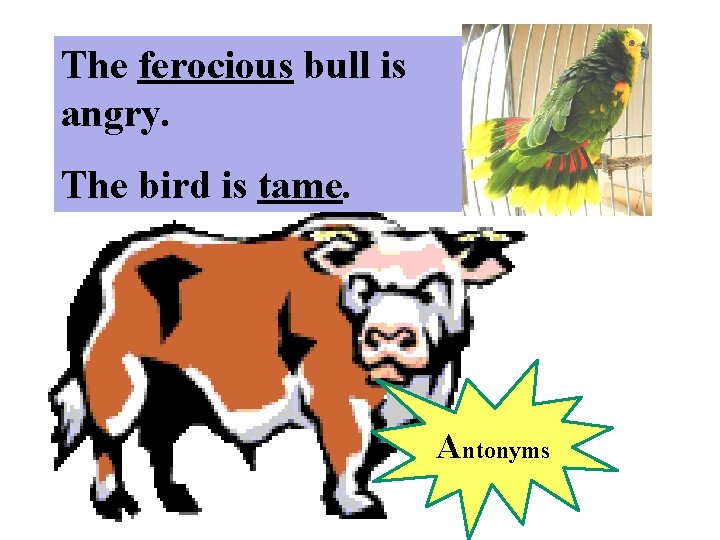 The ferocious bull is angry. The bird is tame. Antonyms 