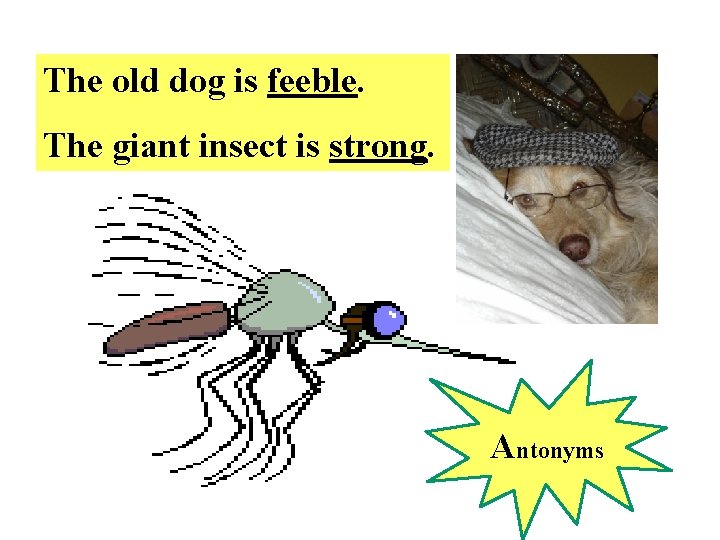 The old dog is feeble. The giant insect is strong. Antonyms 
