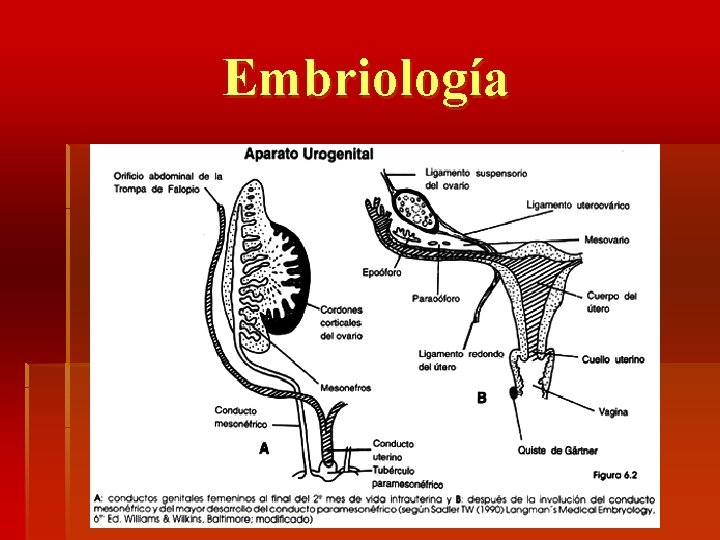 Embriología 