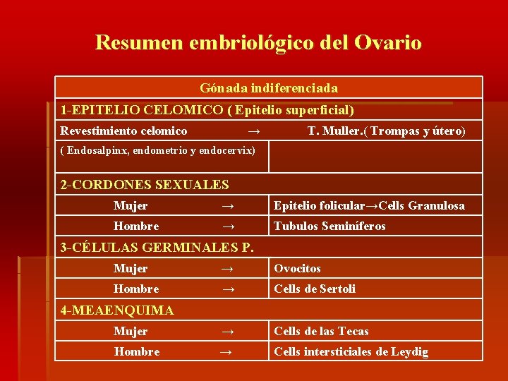 Resumen embriológico del Ovario Gónada indiferenciada 1 -EPITELIO CELOMICO ( Epitelio superficial) Revestimiento celomico