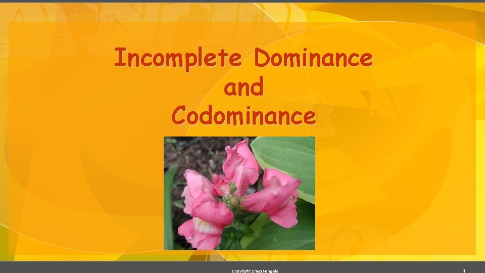 Incomplete Dominance and Codominance copyright cmassengale 1 