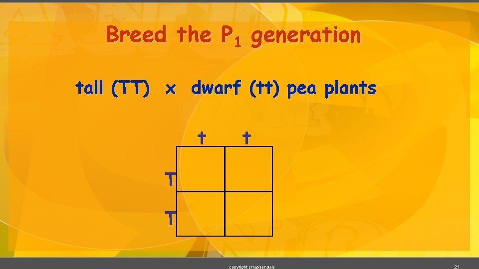 Breed the P 1 generation tall (TT) x dwarf (tt) pea plants t t