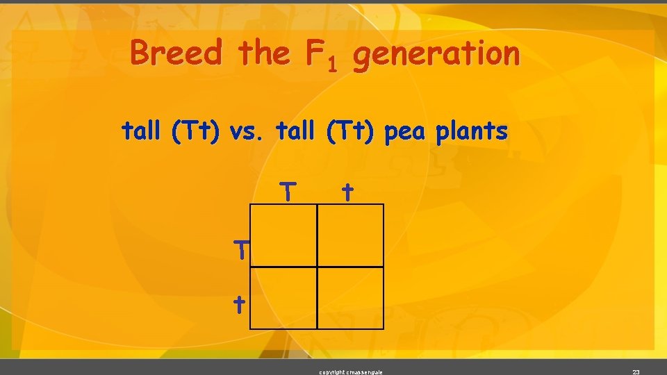 Breed the F 1 generation tall (Tt) vs. tall (Tt) pea plants T t