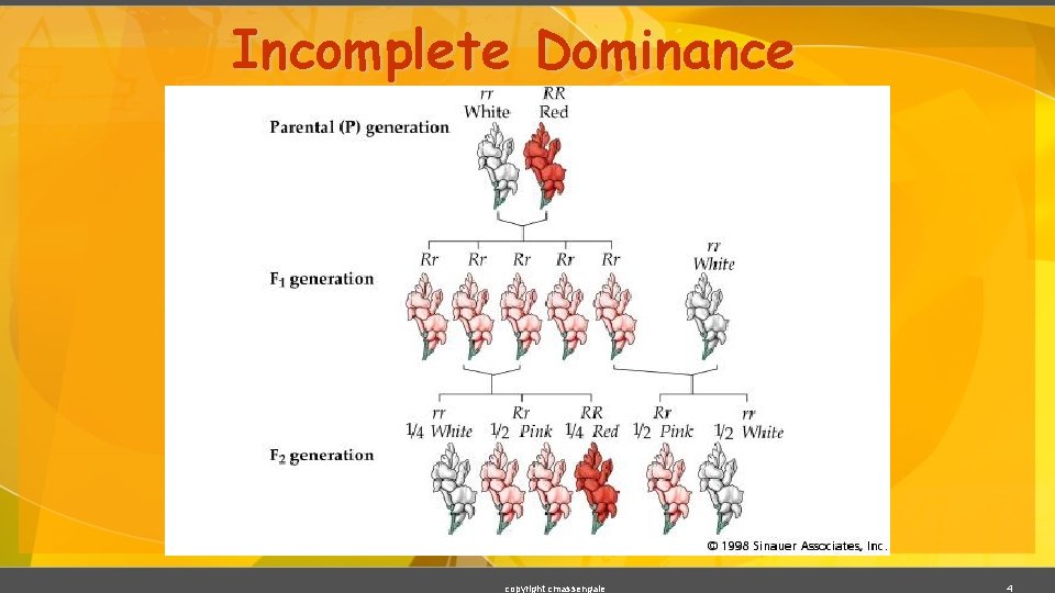 Incomplete Dominance copyright cmassengale 4 