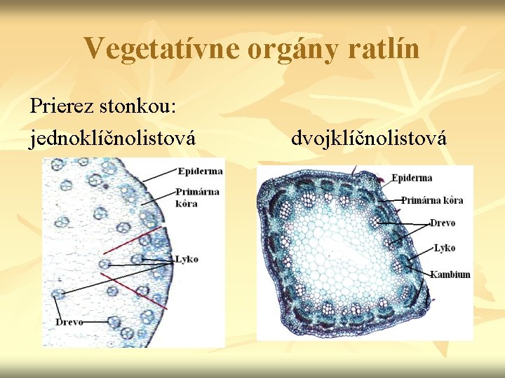 Vegetatívne orgány ratlín Prierez stonkou: jednoklíčnolistová dvojklíčnolistová 