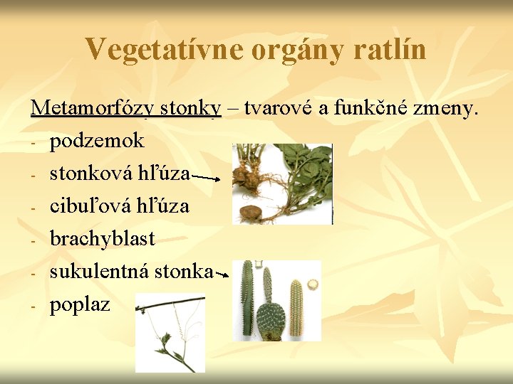 Vegetatívne orgány ratlín Metamorfózy stonky – tvarové a funkčné zmeny. - podzemok - stonková