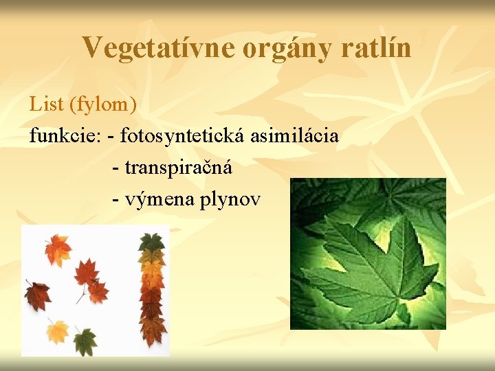 Vegetatívne orgány ratlín List (fylom) funkcie: - fotosyntetická asimilácia - transpiračná - výmena plynov