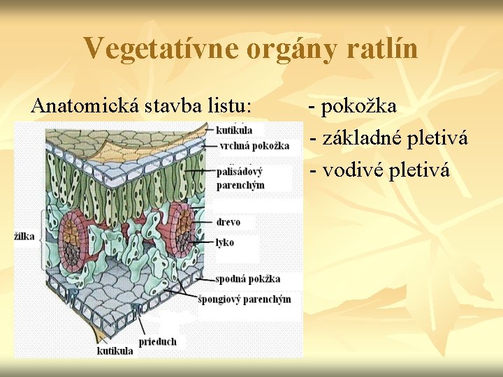 Vegetatívne orgány ratlín Anatomická stavba listu: - pokožka - základné pletivá - vodivé pletivá Vegetatívne orgány ratlín Anatomická stavba listu: - pokožka - základné pletivá - vodivé pletivá