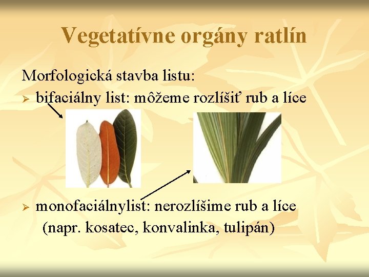 Vegetatívne orgány ratlín Morfologická stavba listu: Ø bifaciálny list: môžeme rozlíšiť rub a líce