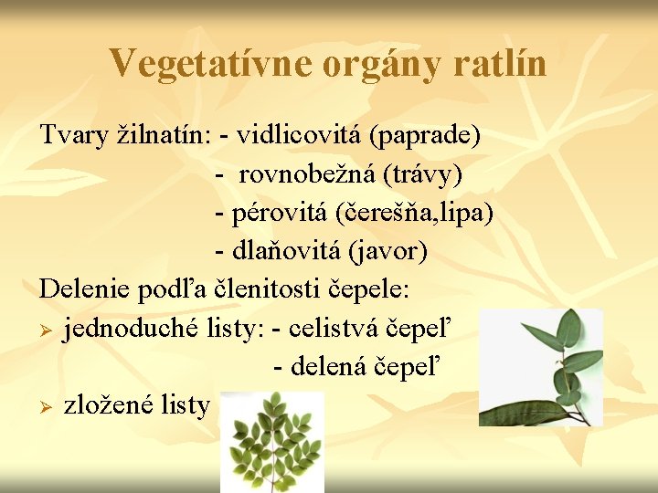 Vegetatívne orgány ratlín Tvary žilnatín: - vidlicovitá (paprade) - rovnobežná (trávy) - pérovitá (čerešňa,