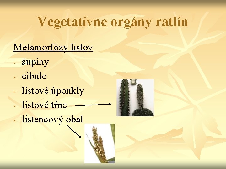 Vegetatívne orgány ratlín Metamorfózy listov - šupiny - cibule - listové úponkly - listové