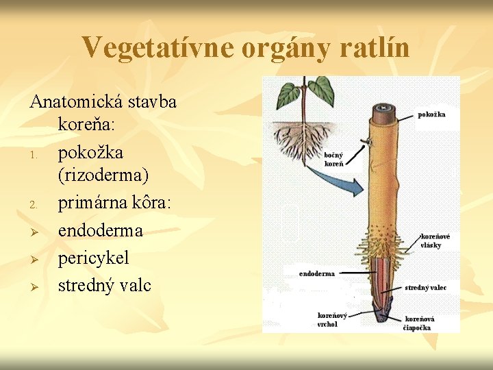 Vegetatívne orgány ratlín Anatomická stavba koreňa: 1. pokožka (rizoderma) 2. primárna kôra: Ø endoderma Vegetatívne orgány ratlín Anatomická stavba koreňa: 1. pokožka (rizoderma) 2. primárna kôra: Ø endoderma