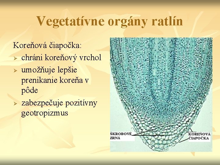 Vegetatívne orgány ratlín Koreňová čiapočka: Ø chráni koreňový vrchol Ø umožňuje lepšie prenikanie koreňa Vegetatívne orgány ratlín Koreňová čiapočka: Ø chráni koreňový vrchol Ø umožňuje lepšie prenikanie koreňa