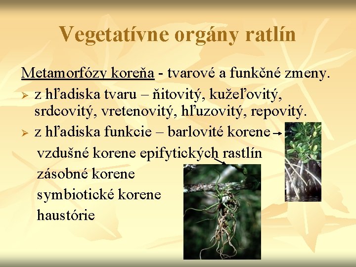 Vegetatívne orgány ratlín Metamorfózy koreňa - tvarové a funkčné zmeny. Ø z hľadiska tvaru