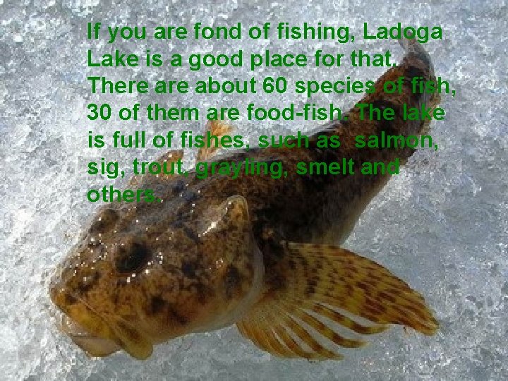 If you are fond of fishing, Ladoga Lake is a good place for that.