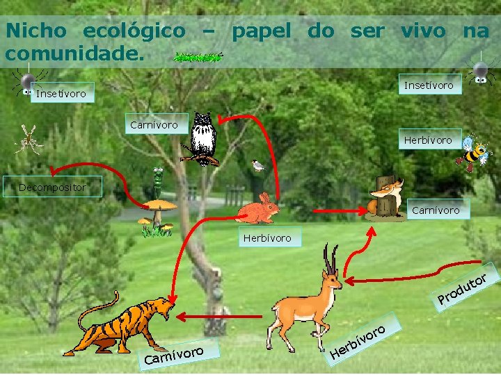 Nicho ecológico – papel do ser vivo na comunidade. Insetívoro Carnívoro Herbívoro Decompositor Carnívoro