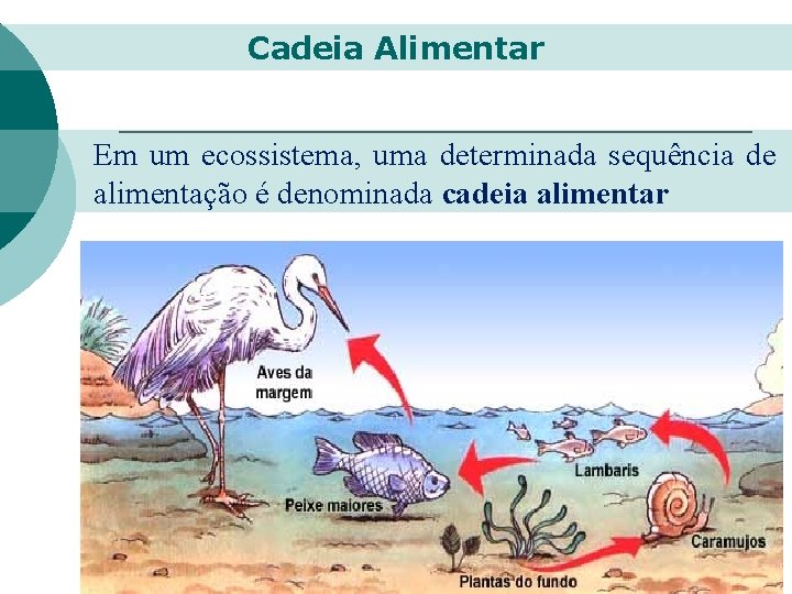 Cadeia Alimentar Em um ecossistema, uma determinada sequência de alimentação é denominada cadeia alimentar