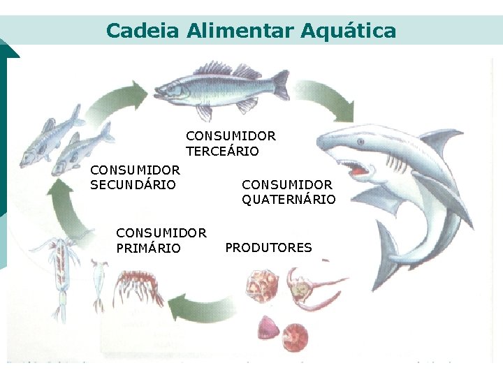 Cadeia Alimentar Aquática CONSUMIDOR TERCEÁRIO CONSUMIDOR SECUNDÁRIO CONSUMIDOR PRIMÁRIO CONSUMIDOR QUATERNÁRIO PRODUTORES 