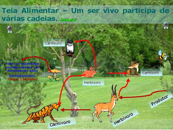 Teia Alimentar – Um ser vivo participa de várias cadeias. Carnívoro Todos os organismos
