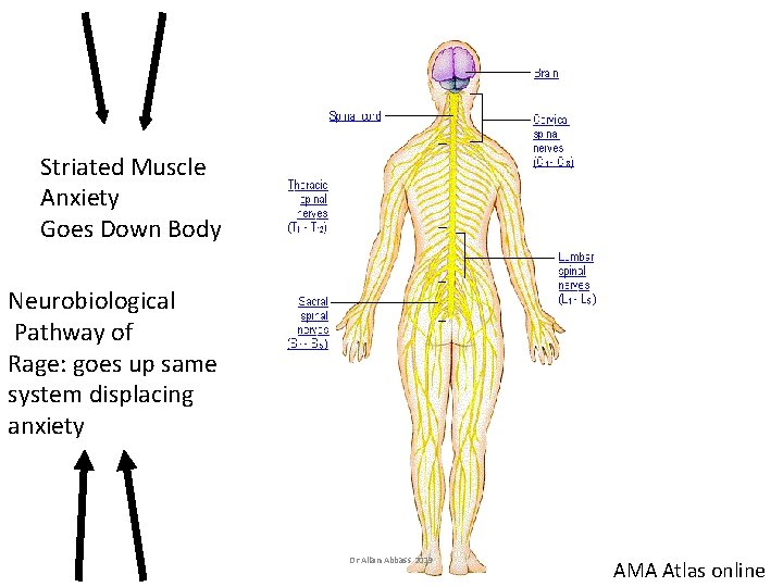 Striated Muscle Anxiety Goes Down Body Neurobiological Pathway of Rage: goes up same system Striated Muscle Anxiety Goes Down Body Neurobiological Pathway of Rage: goes up same system
