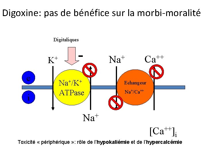 Digoxine: pas de bénéfice sur la morbi-moralité Digitaliques K+ e i Na+/K+ ATPase Na+