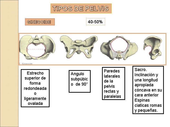 TIPOS DE PELVIS 40 -50% GINECOIDE Estrecho superior de forma redondeada o ligeramente ovalada