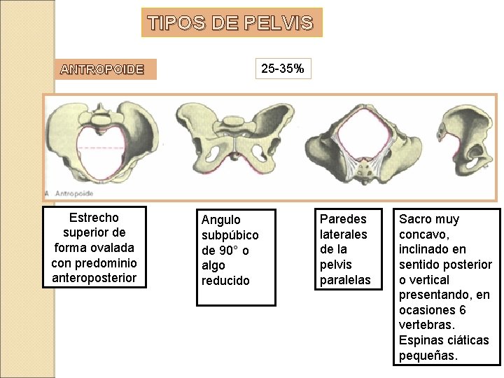 TIPOS DE PELVIS ANTROPOIDE Estrecho superior de forma ovalada con predominio anteroposterior 25 -35%