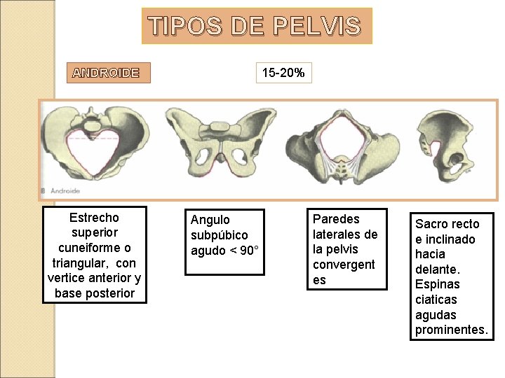 TIPOS DE PELVIS 15 -20% ANDROIDE Estrecho superior cuneiforme o triangular, con vertice anterior