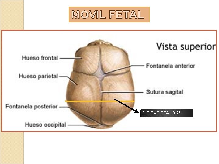 MOVIL FETAL D. BIPARIETAL 9, 25 CMS 